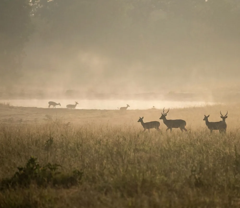 Deer at a misty Tadoba waterhole at dawn