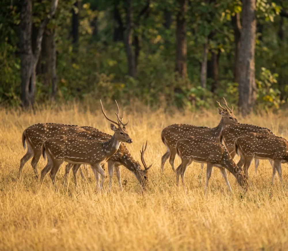 Herd of spotted deer (chital) grazing in Tadoba grassland